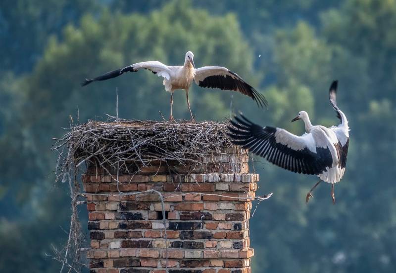 Professional Chimney Animal Removal Services in Compton, California